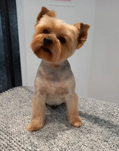 InspiredDog Salon Groomerski